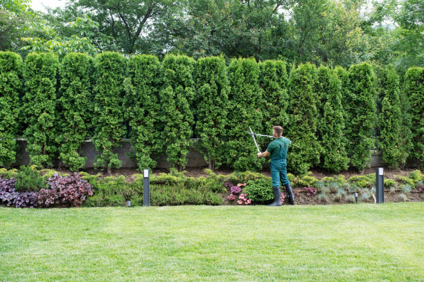 Lawn Maintenance Plans in Warren, PA