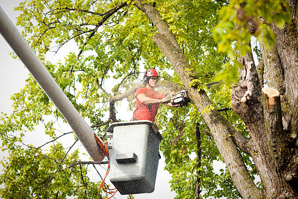 How Our Tree Care Process Works  in  Warren, PA